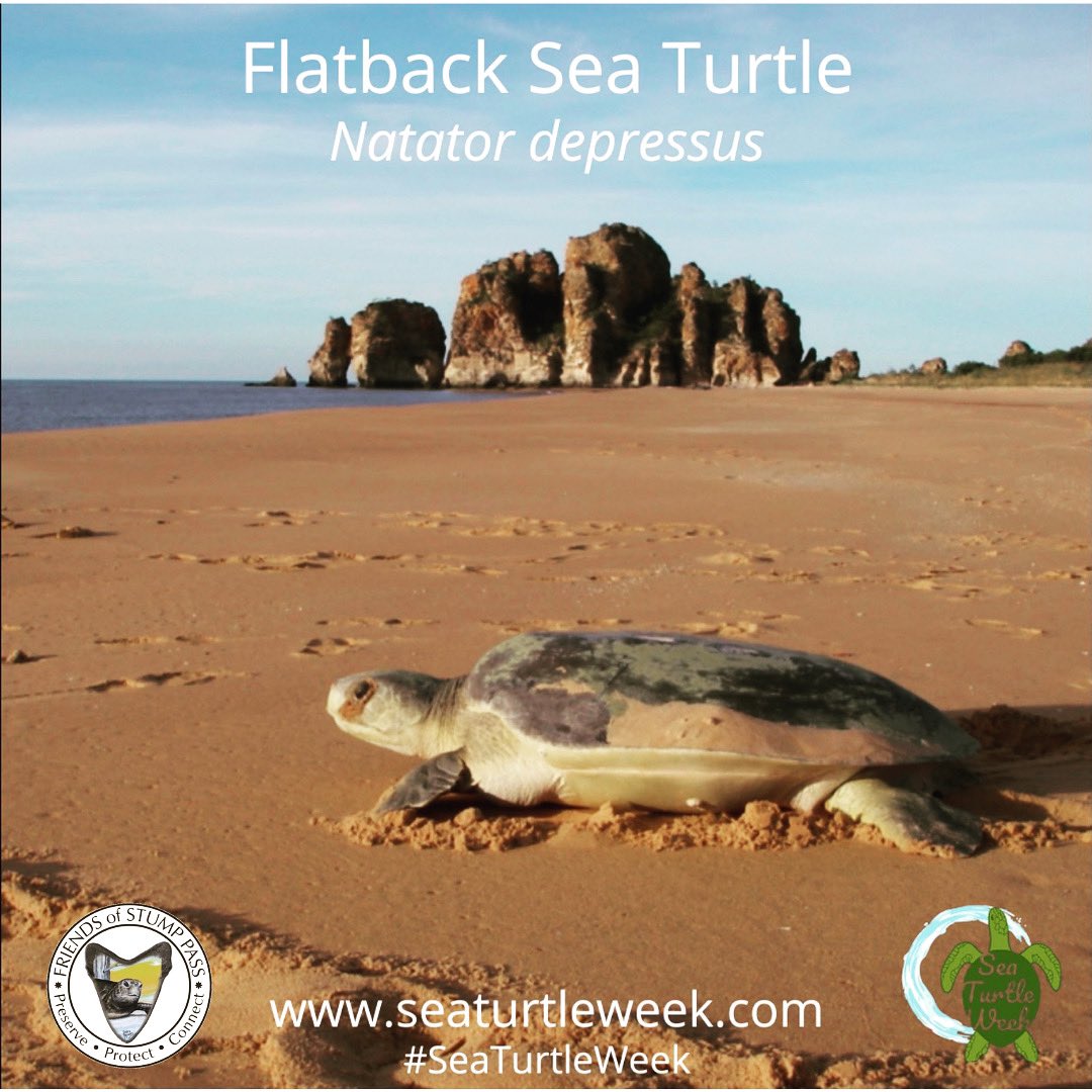 FOSPSP's tweet photo. June 9th is Flatback Day! Native to Australia, this unique species faces the same  threats of coastal development and recreation that our SWFL sea turtles are challenged with. Learn more here: https://t.co/Q57D4P8rBk #SeaTurtleWeek #lovefl #seaturtles #bestsideoutside #saltlife https://t.co/sCbThvc1AW