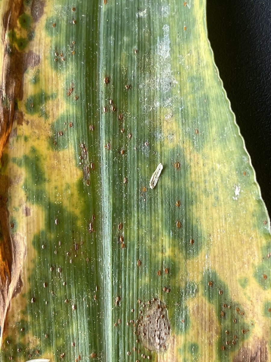 And just like that.... we’ve been waiting for you... southern corn rust, Coffee County, GA.  Thanks to consultant Brooks Adcock and county agent Jennifer Miller.  Game on... UGA Extension