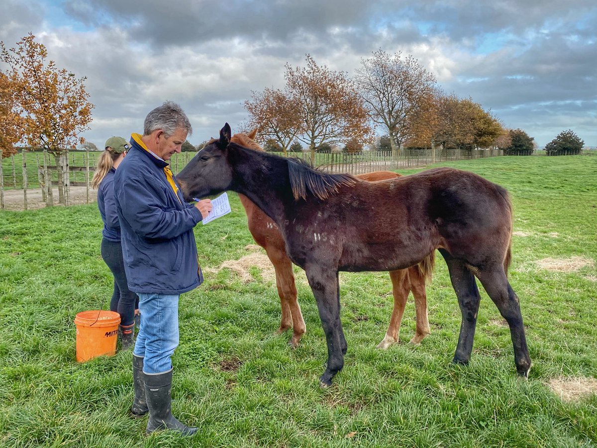 Waikato Stud tweet media