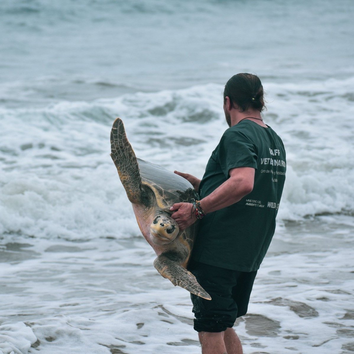 Alcaldia_Playas's tweet photo. GAD PLAYAS Y EL MINISTERIO DE AMBIENTE TRABAJAN JUNTOS
 Mila, tortuga golfina liberada después de 2 años de haber sido rescatada; esta acción se pudo concretar por Guardaparques del Área Nacional de Recreación Playas Villamil y Unidad de Gestión y Control Ambiental del GAD Playas https://t.co/mV68n9e22R