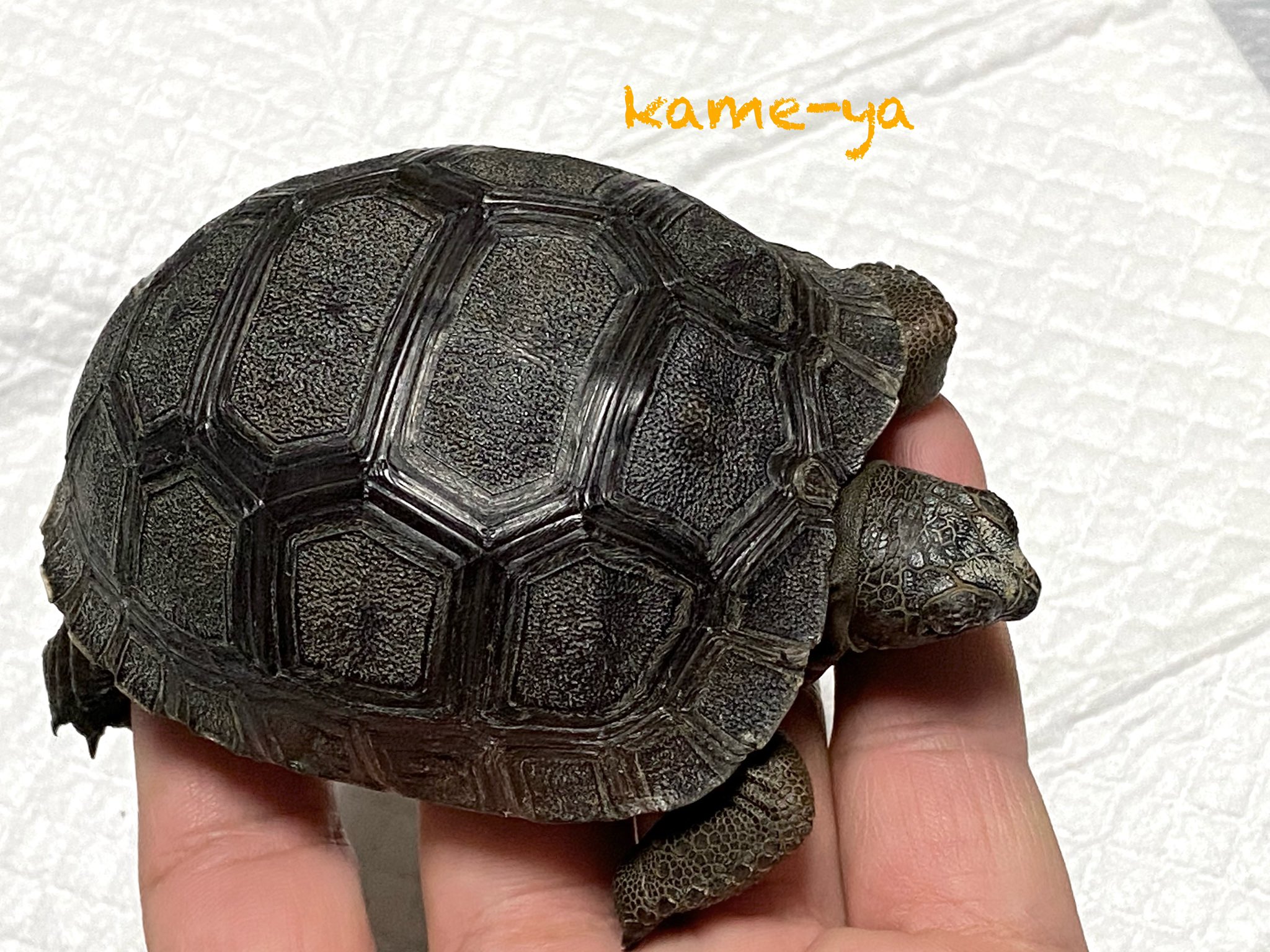 Kame Yaナオ アルダブラゾウガメcbベビー スペース等の条件が有る種ですが多くの方が憧れるリクガメだと思います だいぶガッチリして来ましたね 販売生体です お問合せは Kame Ya Live Jpまで お問合せの際は お名前 連絡先をお忘れなく Kame Yaナオ アルダブラゾウガメcbベビー スペース等の条件が有る種ですが多くの方が憧れるリクガメだと思います だいぶガッチリして来ましたね 販売生体です お問合せは Kame Ya Live Jpまで お問合せの際は お名前 連絡先をお忘れなく