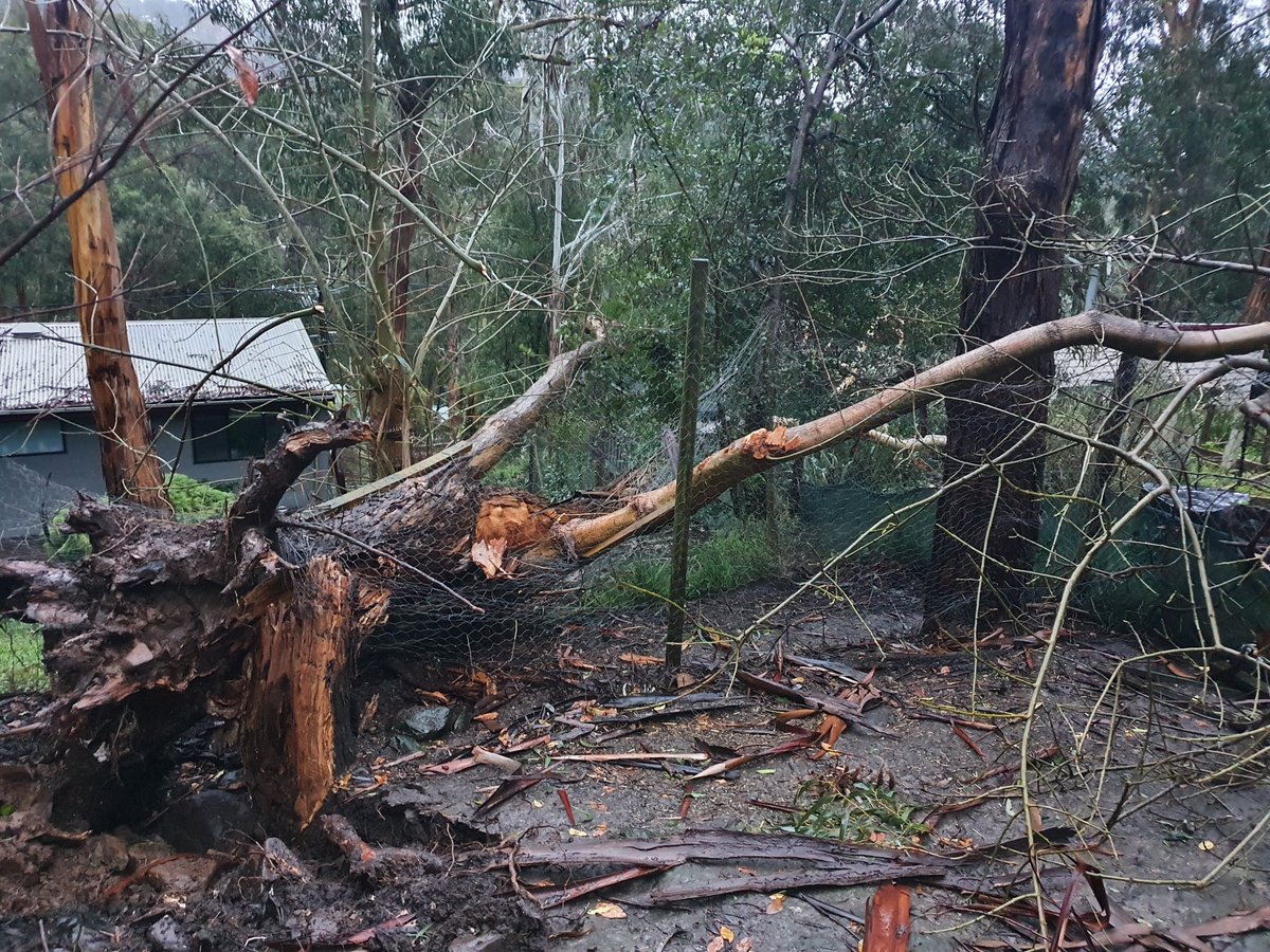 So..this happened in last night's storm. Tree down, landing on the neighbour's house. No body hurt. Damage isn't major but the house was hit hard and its too dangerous to inspect. Tree snapped right from the base taking out another and thankfully away from the chicken coop.
