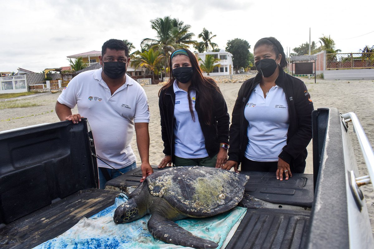 Alcaldia_Playas's tweet photo. GAD PLAYAS Y EL MINISTERIO DE AMBIENTE TRABAJAN JUNTOS.
Se trasladó al Centro de Rehabilitación de Fauna Marina del Parque Nacional Machalilla, a la tortuga Marina que fue rescatada frente al Parque Infantil, lugar en el que tendrá cuidados necesarios para su recuperación. https://t.co/LAX6NojMRZ
