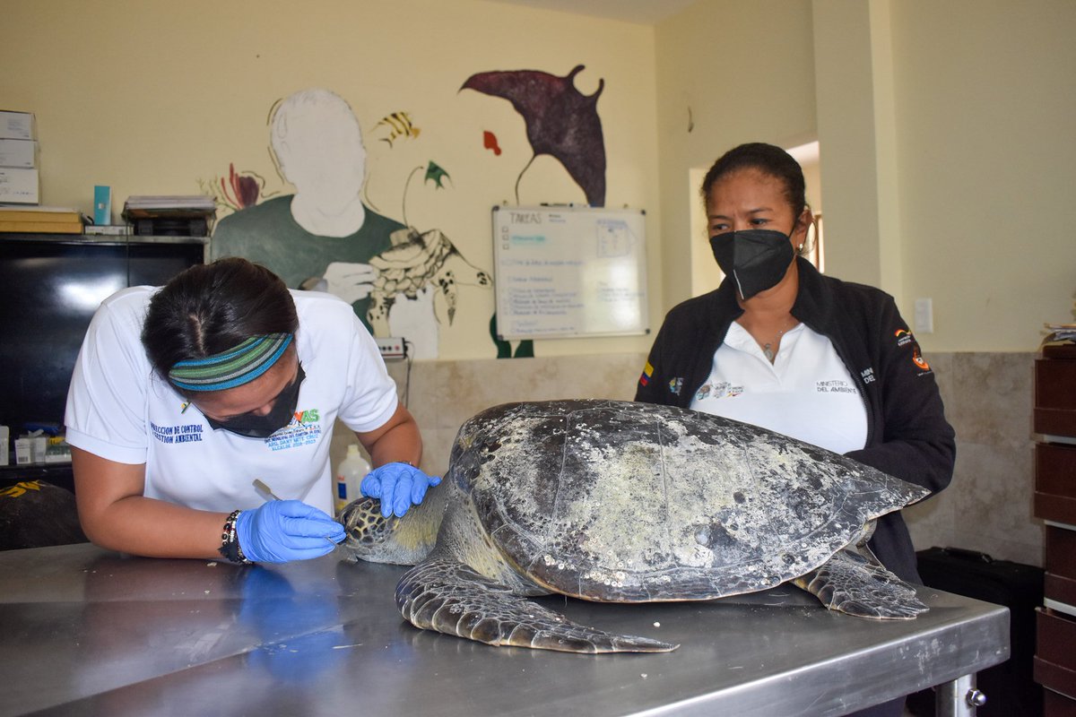 Alcaldia_Playas's tweet photo. GAD PLAYAS Y EL MINISTERIO DE AMBIENTE TRABAJAN JUNTOS.
Se trasladó al Centro de Rehabilitación de Fauna Marina del Parque Nacional Machalilla, a la tortuga Marina que fue rescatada frente al Parque Infantil, lugar en el que tendrá cuidados necesarios para su recuperación. https://t.co/LAX6NojMRZ
