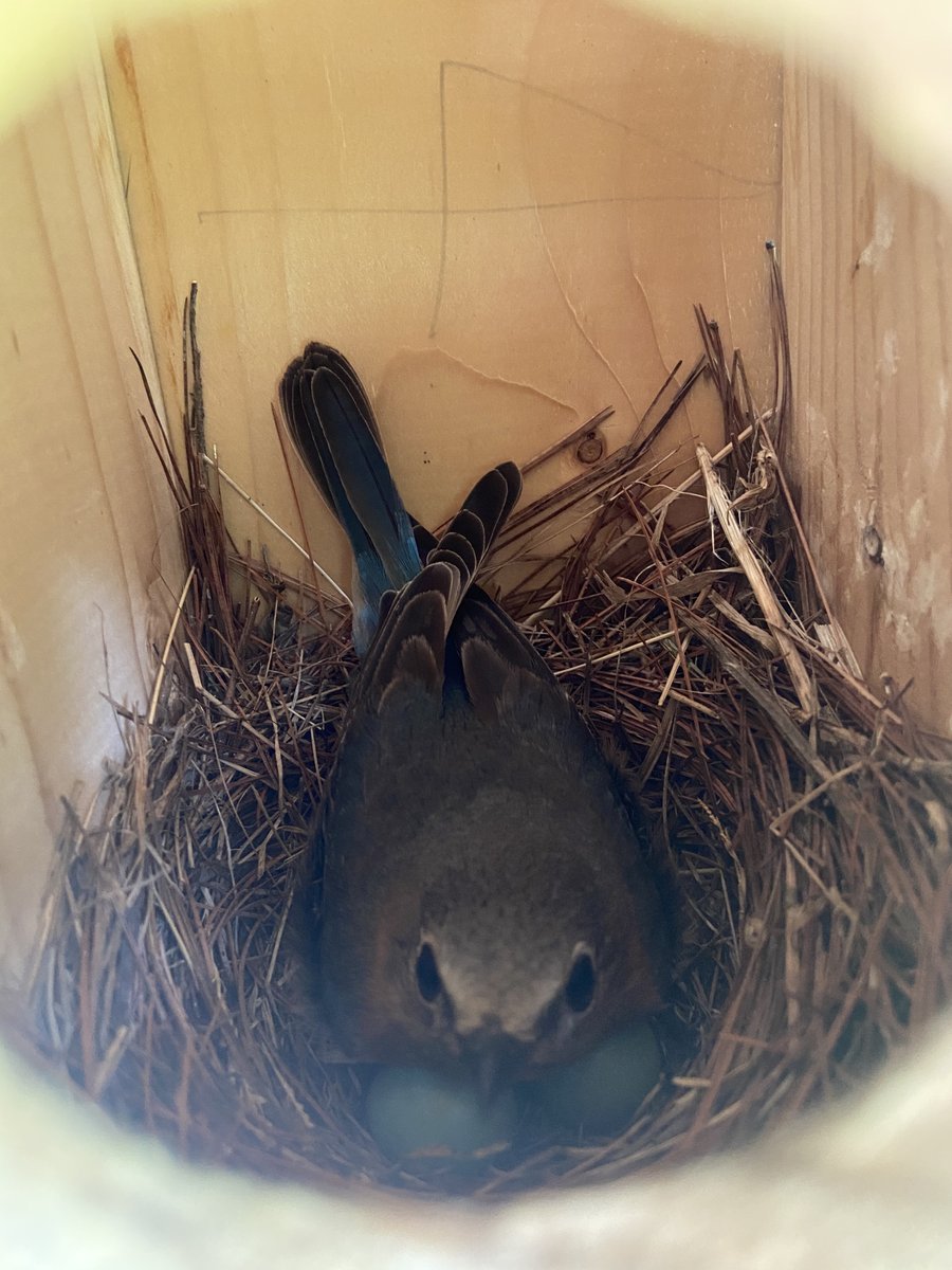 You never know what you’ll get to experience when you spend a little time in the garden! 

#itsworthit