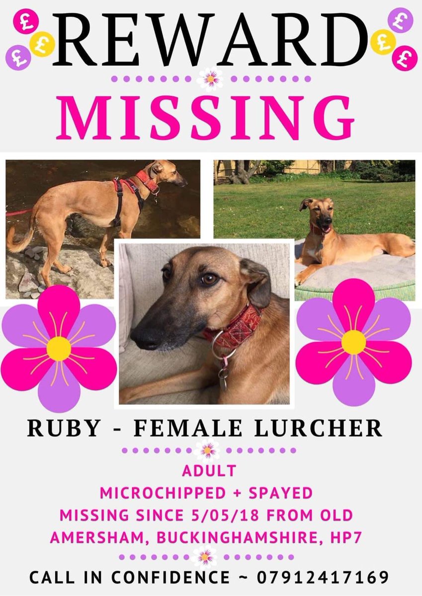 molliepug2's tweet photo. Hi all, I hope everyone is keeping well. Just to say we’ve had a lot of posts lately that we always investigate if there’s a chance of any being Ruby. We don’t always get time to give a reason for declining a post, but we do always look at each one. Thank you all for your support https://t.co/e2JnvW4unT