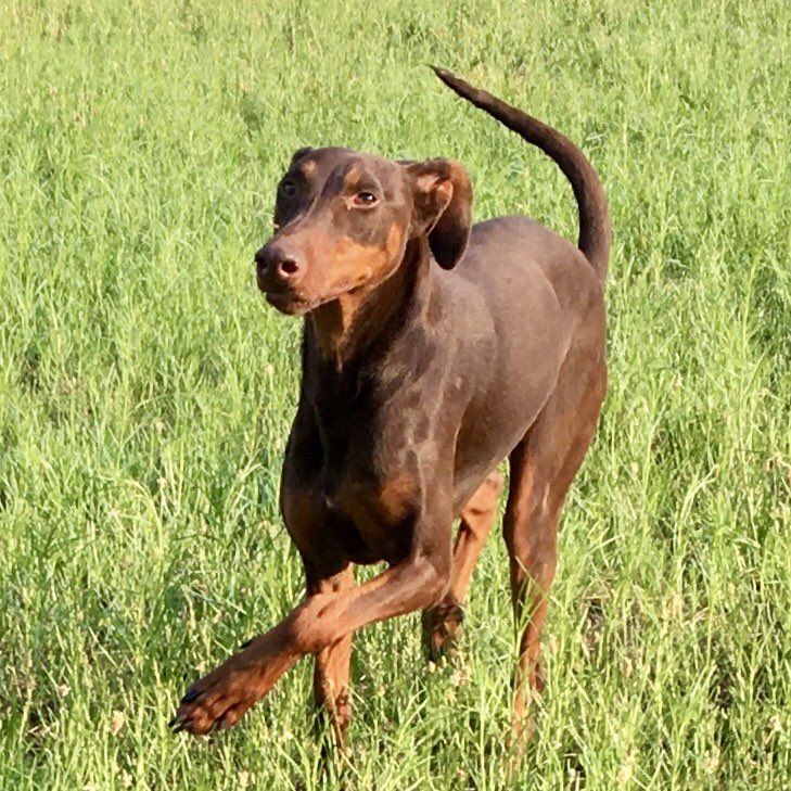 PapaDobie's tweet image. I’m so pretty... rescued, special needs, forever home #dogsoftwitter #dogs #dobermanrescue #highdesertdobermanrescue #ranchodoberado