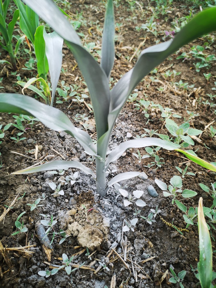 BirnamPork's tweet photo. A little heat, a little moisture and a lot of humidity. Teaching the kids what it does to corn (and weeds 😬). 
24 hour growth of 1". 
#ontag @DEKALB_Canada https://t.co/lw40C0wxF9