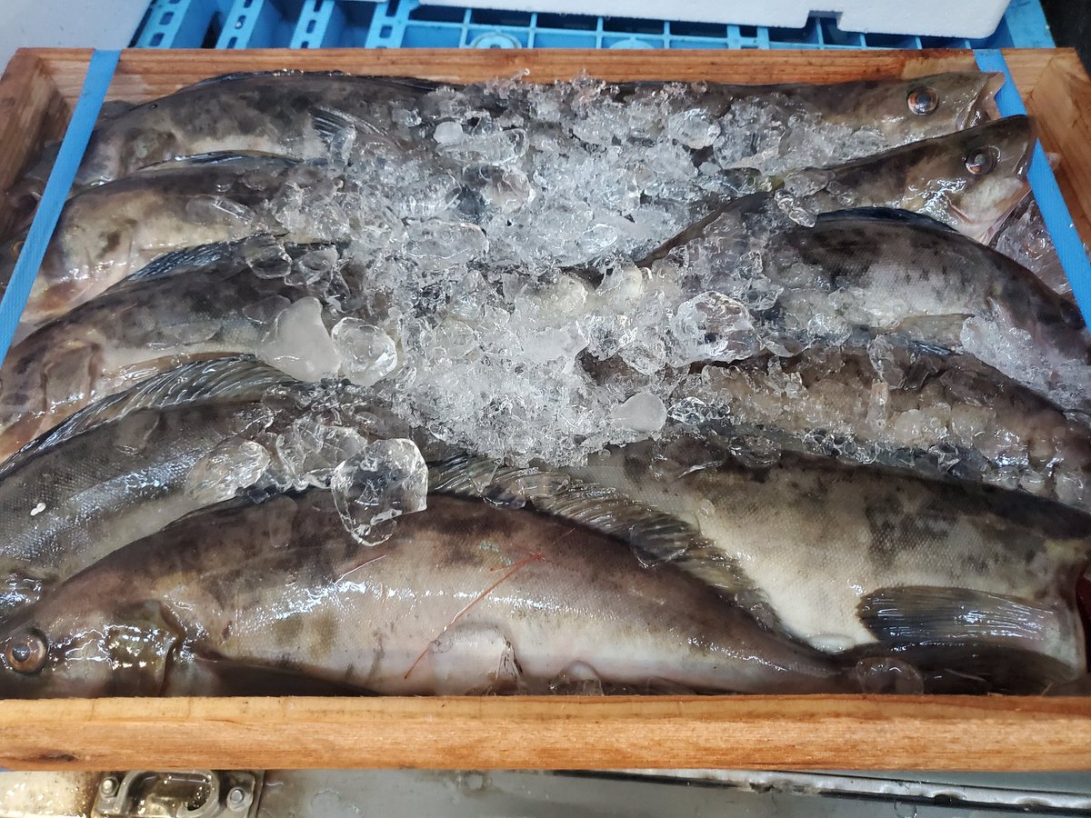 旬魚酒菜 五郎 オンライン Goro Onlineshop Twitter