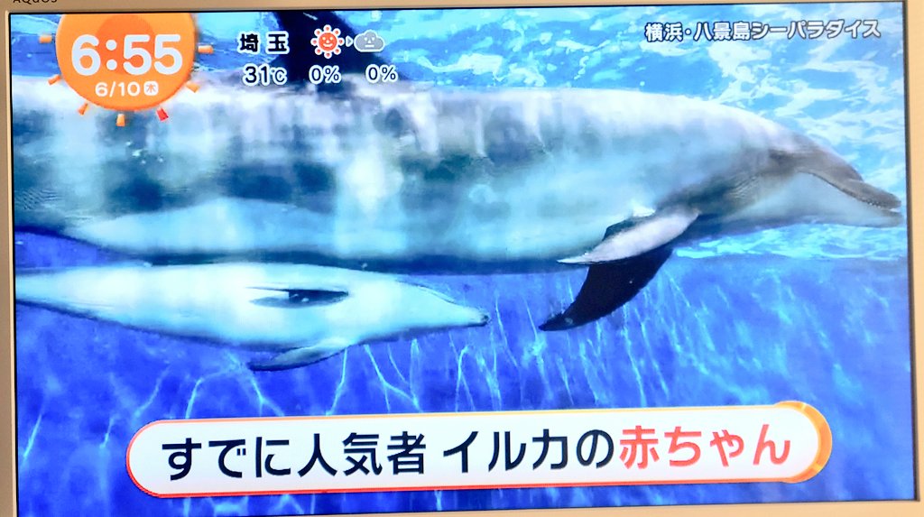 Mama Go Ayano 今 めざましtvで今月3日に生まれた 八景島シーパラダイス のイルカの赤ちゃんのニュースやってました Www シーパラのイルカ 見る度に剛さんの 可愛いねぇ 可愛いねぇ を思い出す 笑 恋ぷにロケ地 綾野剛