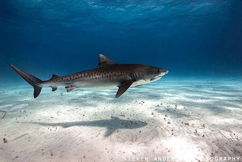 Beautiful tiger shark photo captured by @stevenandersonphotography! 🐯🦈📸
