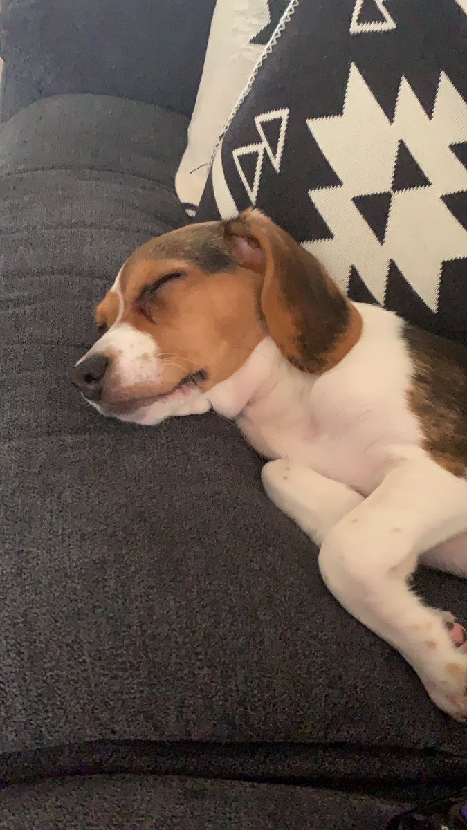 vlhedger111's tweet photo. @MIWband Deadstream II was AMAZING!! Definitely brought a little happiness to my day ❤️ also my Daisy is exhausted but happy that she was able to watch it too 😂 thank you boys! Can’t wait to see you live again☺️ @ChrisMotionless @rickyolsonx @chenzomauro @justinxMIW @MIWryan https://t.co/fMjEChP5Rx