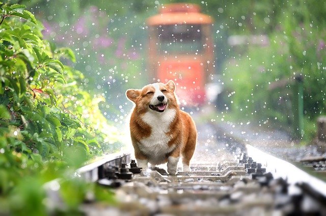 Colossal2020Inc's tweet photo. We too love the rain as much as this pup...but not in our basements! Be sure to call us if you are finding yourself with foundation troubles and water in your home! We're local and offer free quotes!

Making COLOSSAL jobs seem smaller every day
https://t.co/AWrSbbMPjQ https://t.co/R3rZ4uinOg