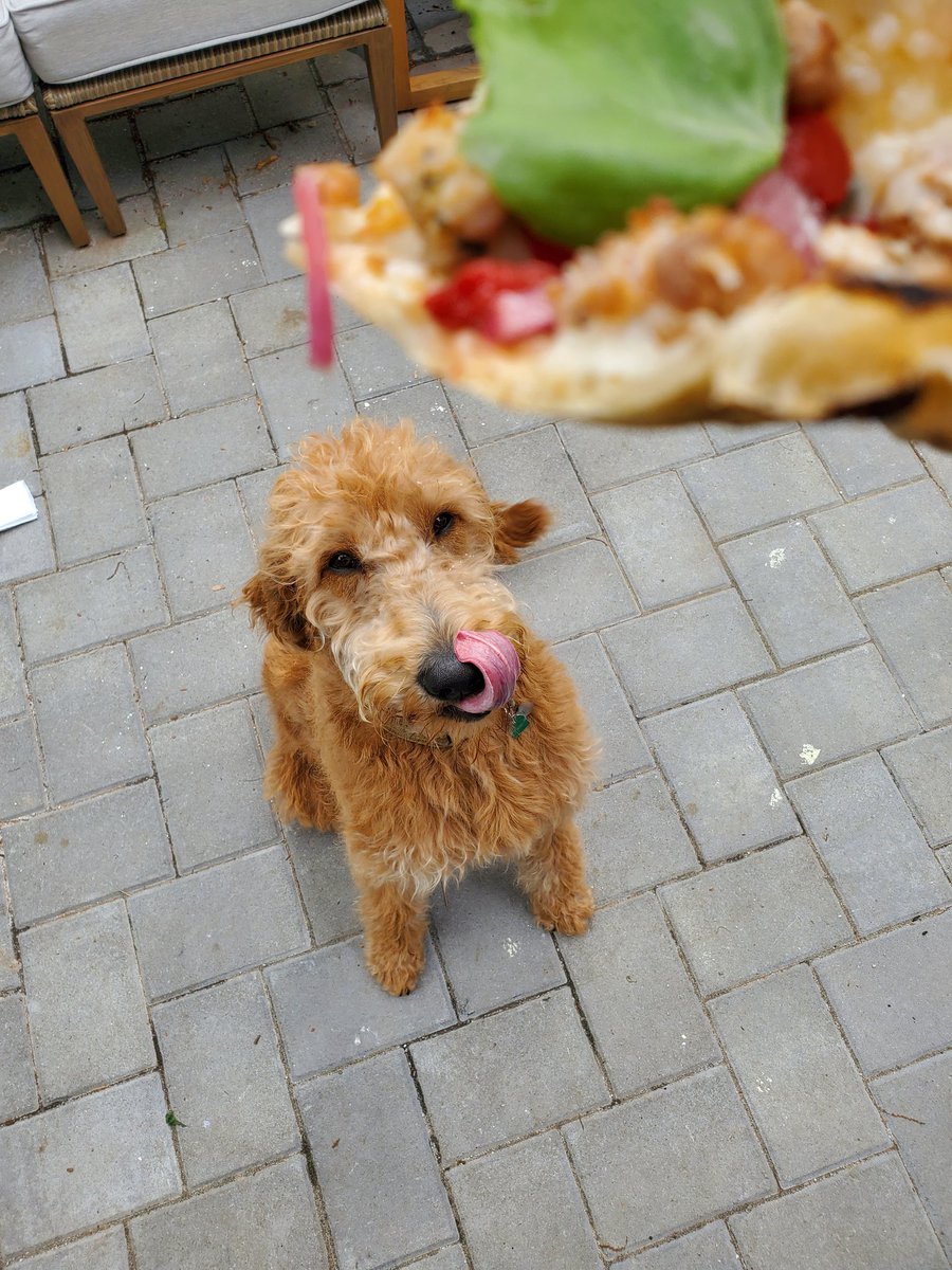 FrankSperanza's tweet photo. @DougESPN 

This is Griff. He loves pizza. https://t.co/yudkUU28P8
