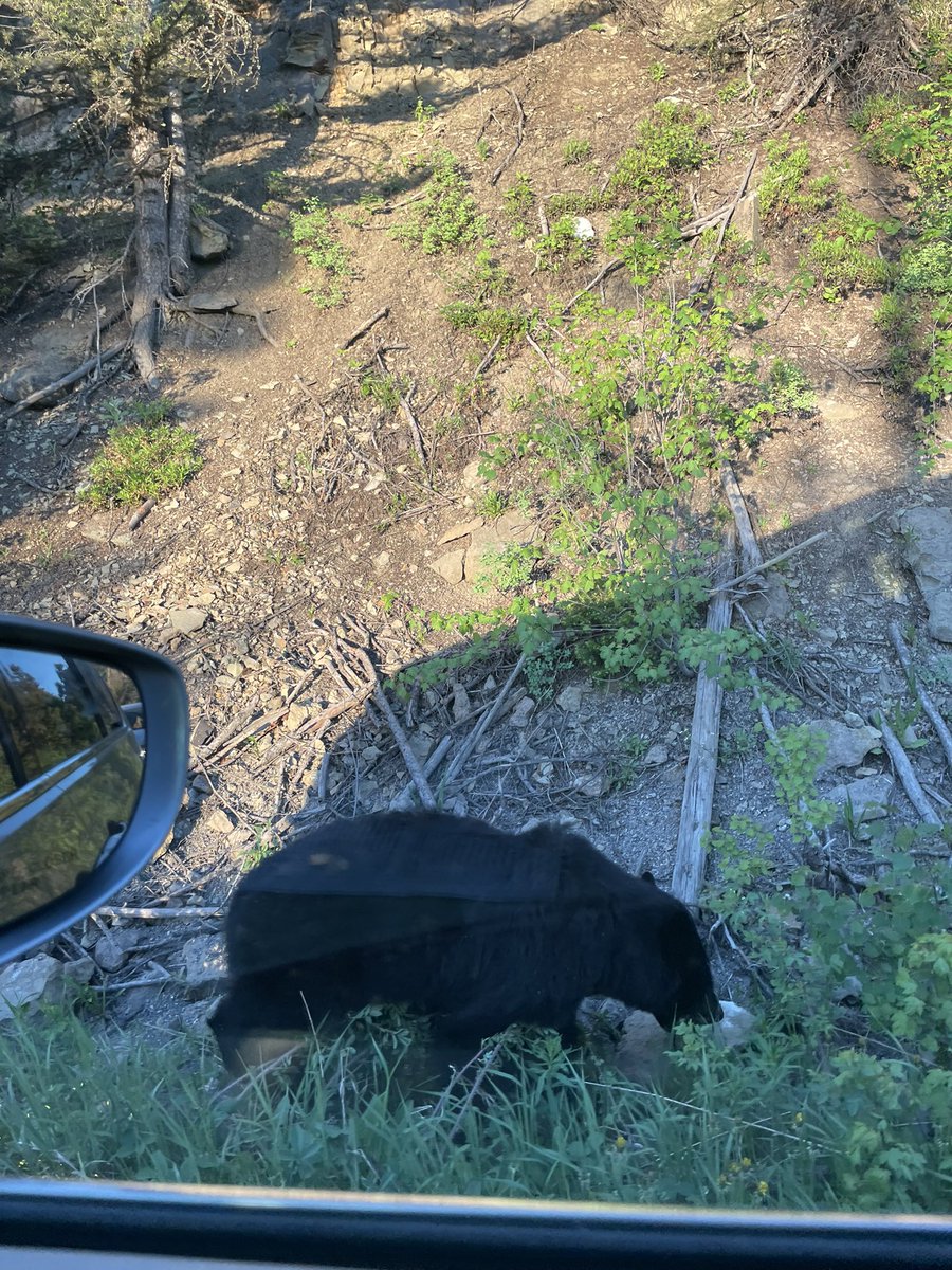 shaunsmith3rd's tweet photo. From bears to bison by our van, another fun adventure in Yellowstone NP. We even saw real wolves in the wild and a park ranger demonstration! #cpsbest @Szydlowskim #placebaselearning https://t.co/Pkw8fRHm7X
