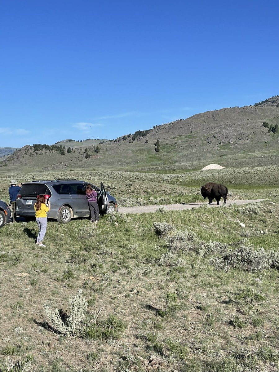 shaunsmith3rd's tweet photo. From bears to bison by our van, another fun adventure in Yellowstone NP. We even saw real wolves in the wild and a park ranger demonstration! #cpsbest @Szydlowskim #placebaselearning https://t.co/Pkw8fRHm7X