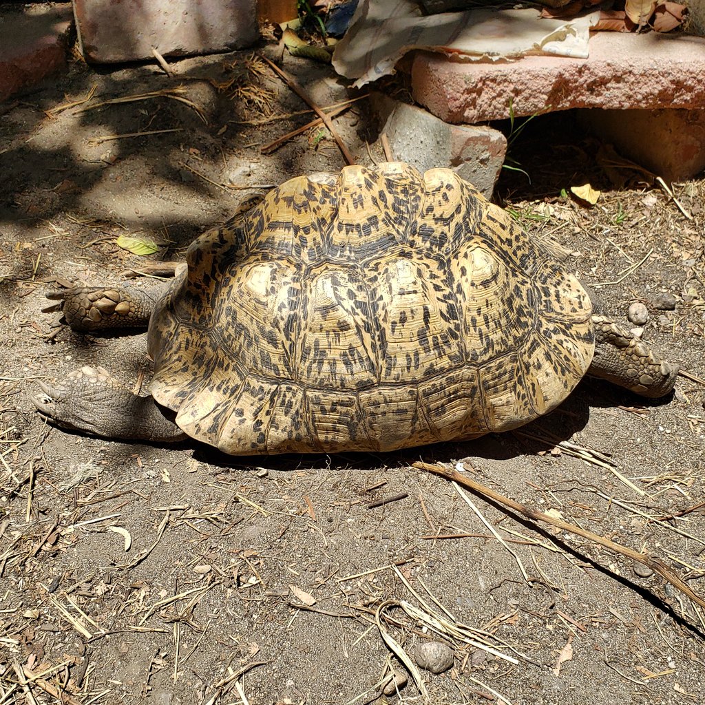 Catching some rays #tortoise #leopardtortoise #sunbathe #naps