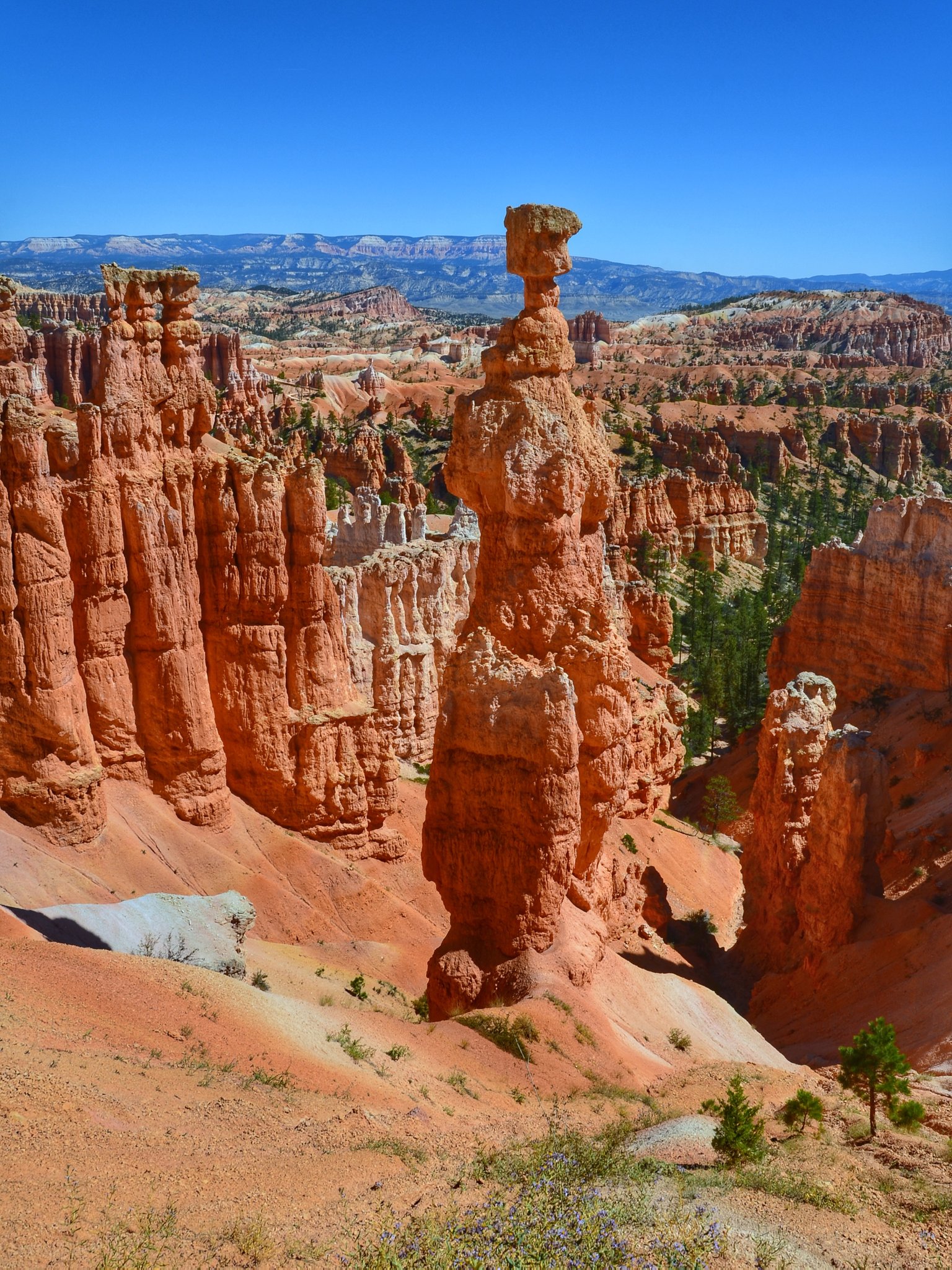 杉 旅行 ブライス キャニオン国立公園 Bryce Canyon National Park ユタ アメリカ Travel T Co Qfgukmjj0t Twitter