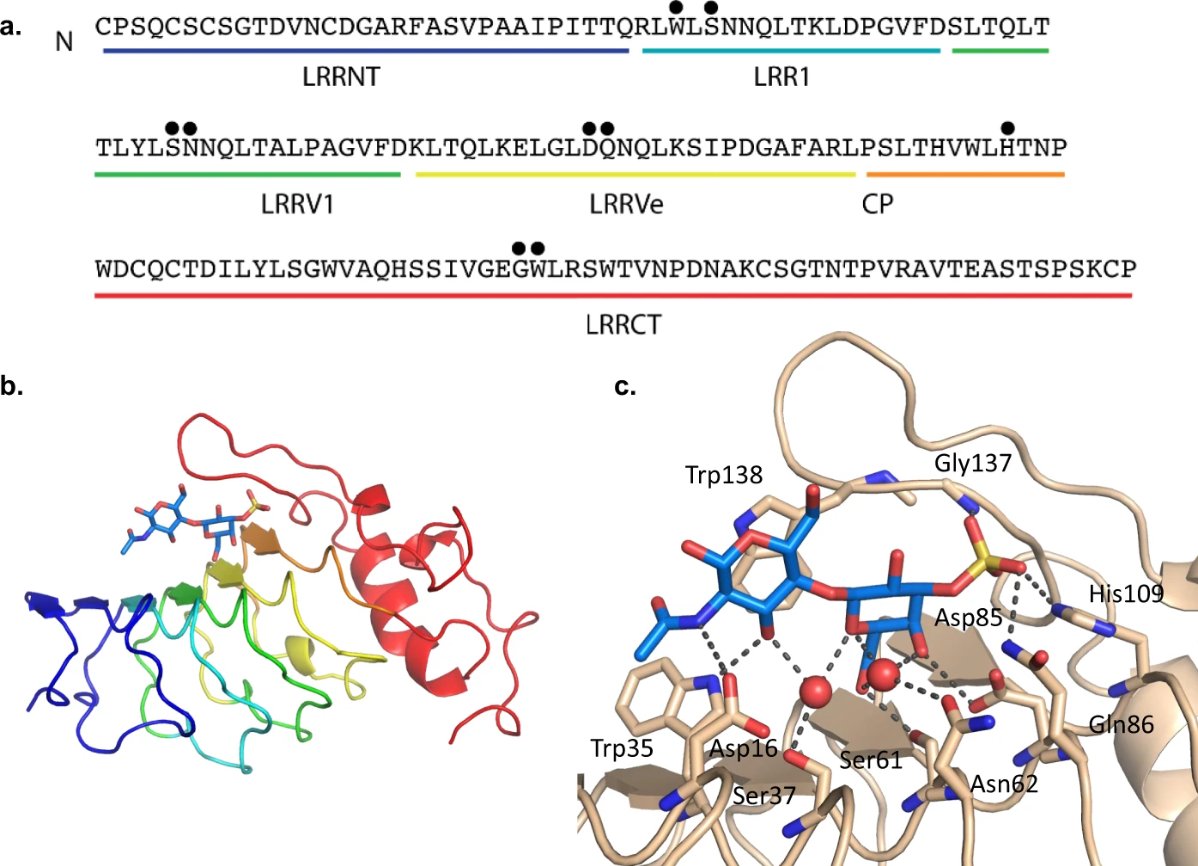 CommsBio's tweet photo. With a novel lamprey antibody, McKitrick et al. offer a tool for exploring glycoprotein sulfation in mammalian cells, which could help to clarify its functional role and lead to identification of disease biomarkers.
@theNCFG @JamieHMolinaro @HMSCfG
https://t.co/ZN058AArpp https://t.co/cneK5nlXCX