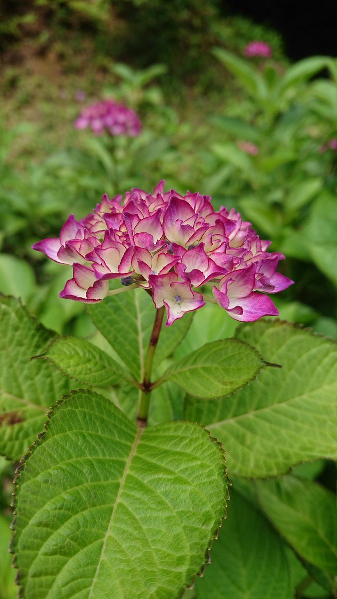 ꮼfavoriteꮼ ɢᴏᴏᴅ ᴍᴏʀiɪɴɢ 鮮やかなピンクに変わる紫陽花 セルマ 蕾の時は 緑色が強く 開花するにつれて ピンクになる様です 今日も暑さ対策して良い1日を おは戦jm Tlを花で一杯にしよう キリトリセカイ 花 花が好き