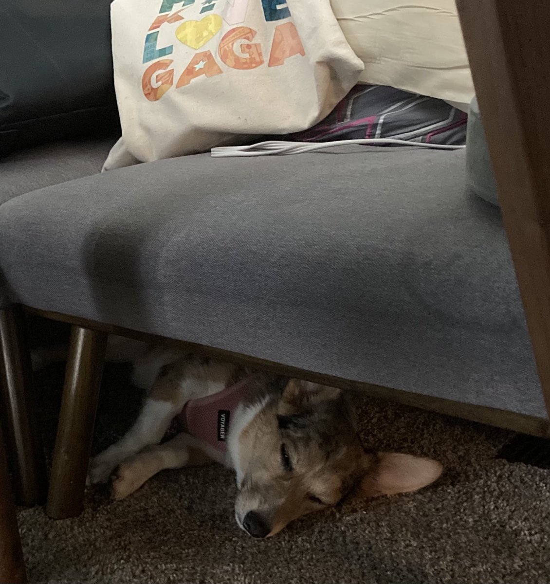 Camara_Lewis's tweet photo. like many of us, the heat finally got to Miss Fiona π #PetsofPRSA https://t.co/rSTiwYmFoS