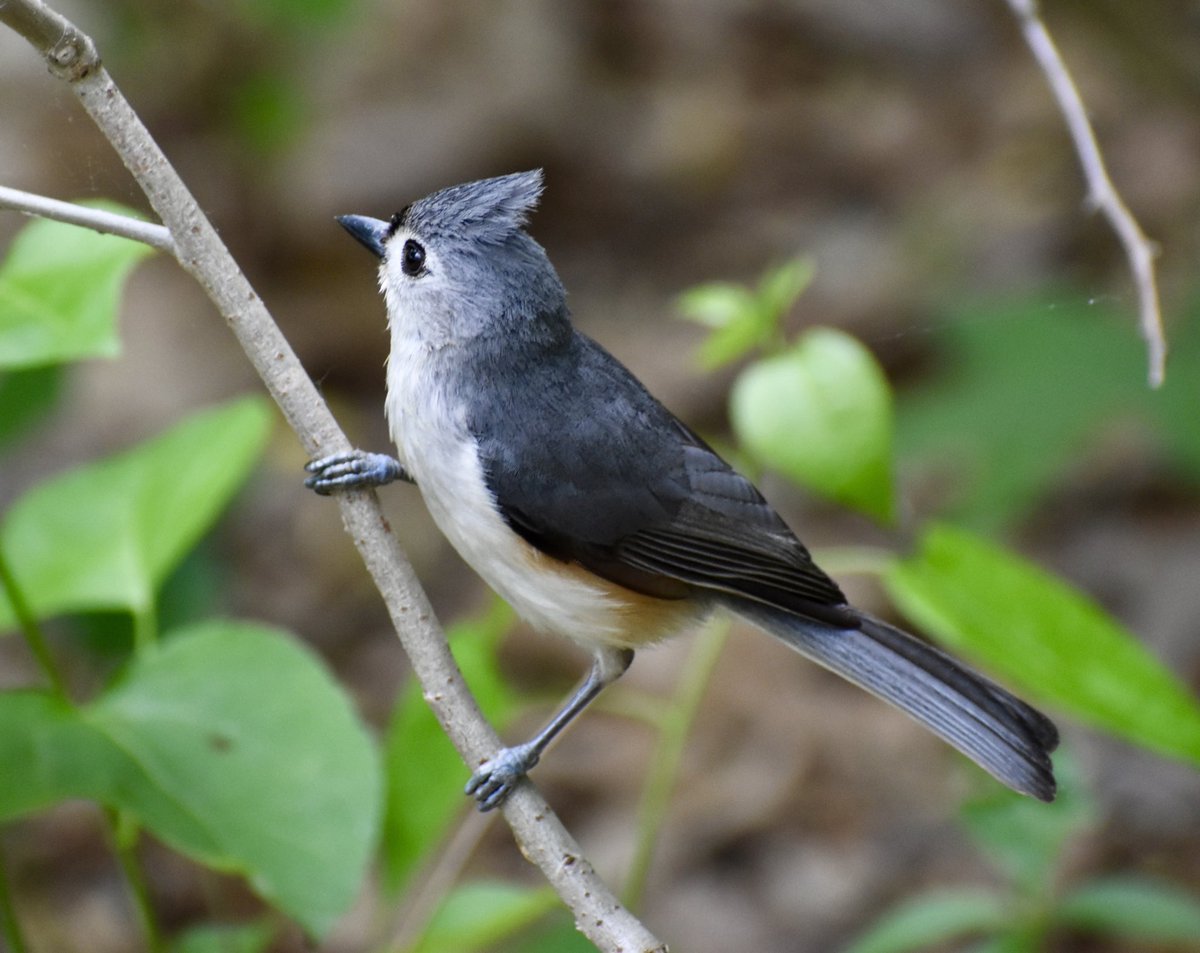 I think this is one of my favorite #birds, they are just so cute. 
.
.
#bird #birdingphotography #birdphotography #birdlovers #birdcaptures  #tuftedtitmouse #photography #nature #naturephotography #nikonbirds #nikonphotography #nikon3500 #amateurphotography #stephaniessliceoflife