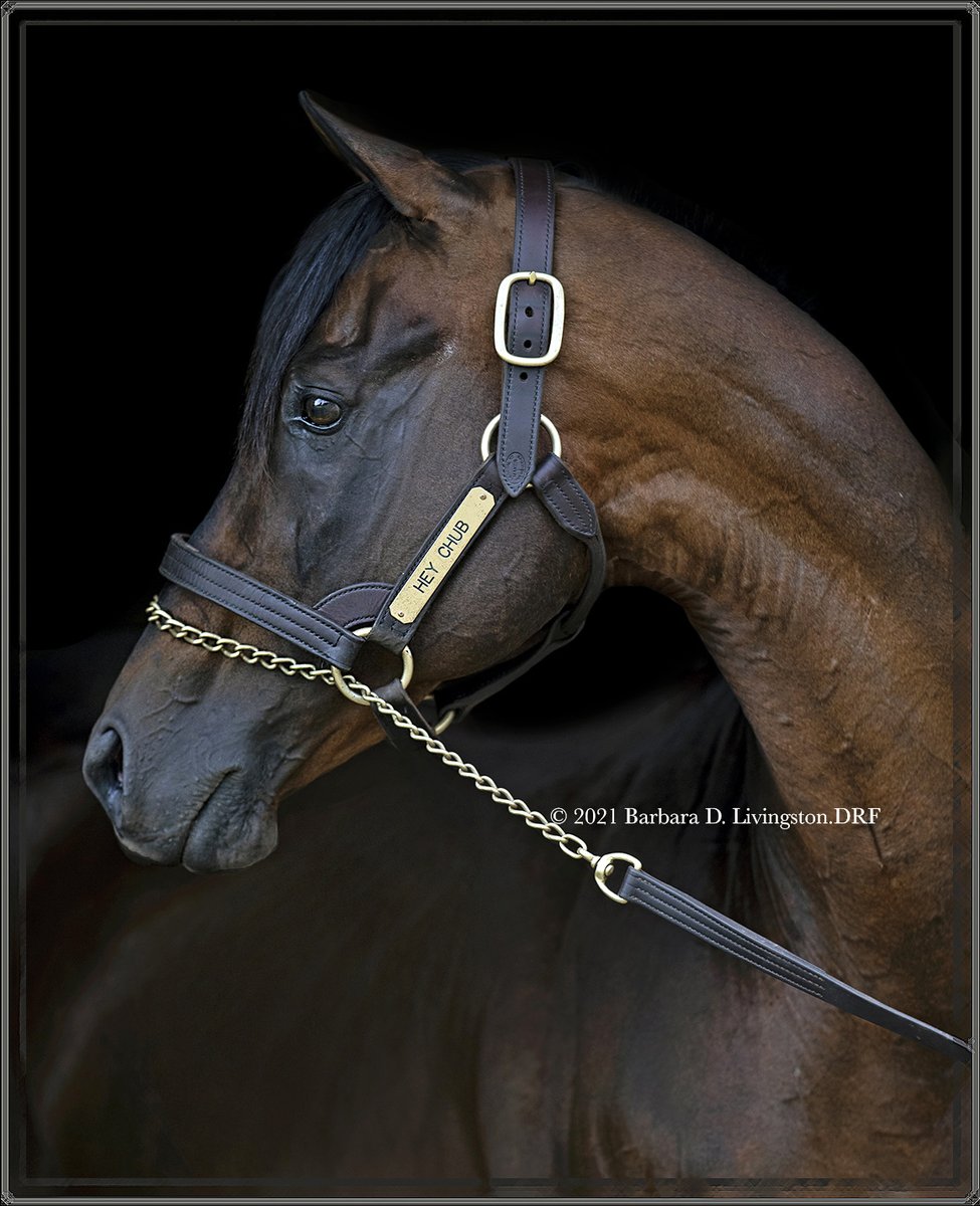 DRFLivingston's tweet photo. Bucket list item ☑️😍

Finally met the remarkable HEY CHUB, for 5 years NJ's leading sire ('16-20) and nowadays standing at Delaware Valley University in PA.

HEY CHUB (Carson City-Donna Doo, by Spend a Buck) is a MSW (36-7-16-7, $441,755) bred/owned by Daniel Lopez/Joe-Dan Farm. https://t.co/uWexKCQpwi
