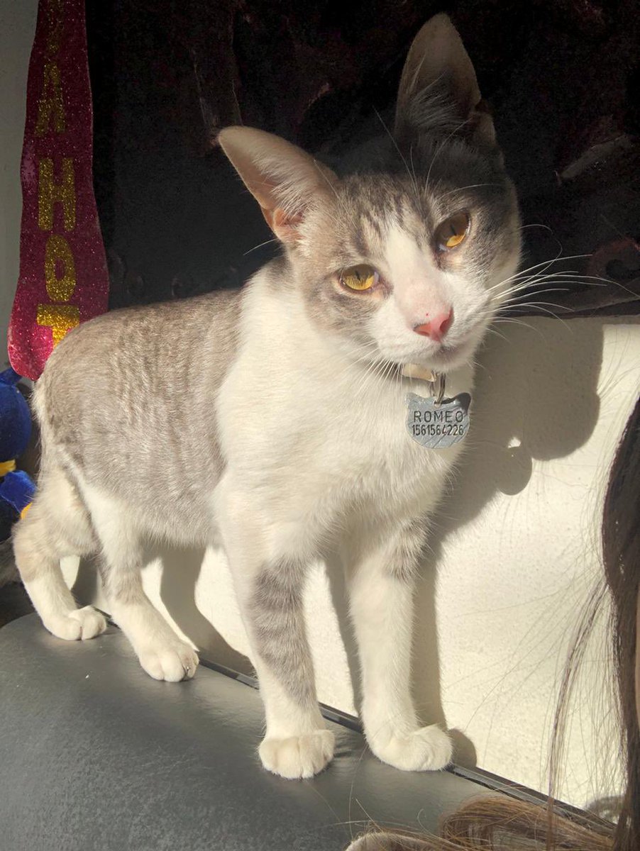 LulyPalumbo's tweet photo. Se perdio mi gatito Romeo la mañana del Domingo 6/6, en la calle Avellaneda al 1300 entre Garay y Conesa, Ramos Mejía. Es gris y blanco con nariz rosa y collar con chapita. Estamos desesperados, porfavor si alguien sabe algo o lo ve, llame al 1161564226 o al 1144273110 🙏🏼 https://t.co/HoElAso6g6