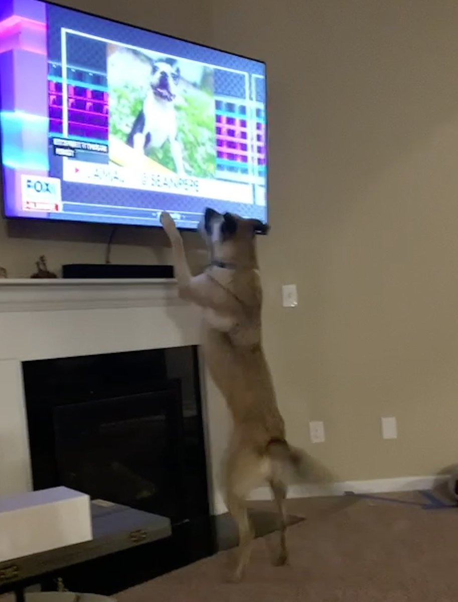 elomascolo's tweet photo. @KennedyNation Spia loves the #kennedogs segment on @FoxBusiness https://t.co/irH0PXmHPH