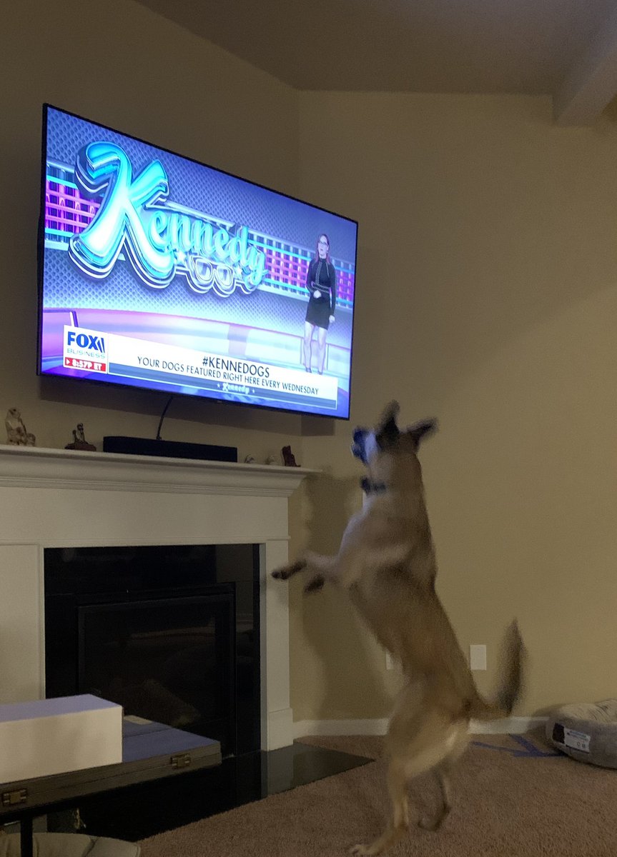 elomascolo's tweet photo. @KennedyNation Spia loves the #kennedogs segment on @FoxBusiness https://t.co/irH0PXmHPH