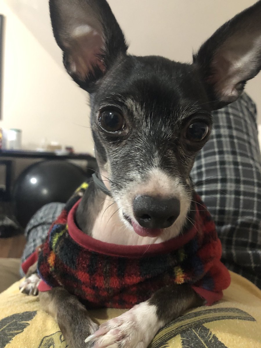 gabrielzeros's tweet photo. Happy birthday to my heart and fur daughter Gizmo. I love her so very much. #furdaughter #dogsoftwitter #dogsarelove #dogsofinstagram #dogstagram #dogbirthday #birthdaydog #gizmodogdaycare #gizmo #dogsofny #dogsofnewyork #dogpictures2021 #DogTwitter https://t.co/9NpBrT07UL