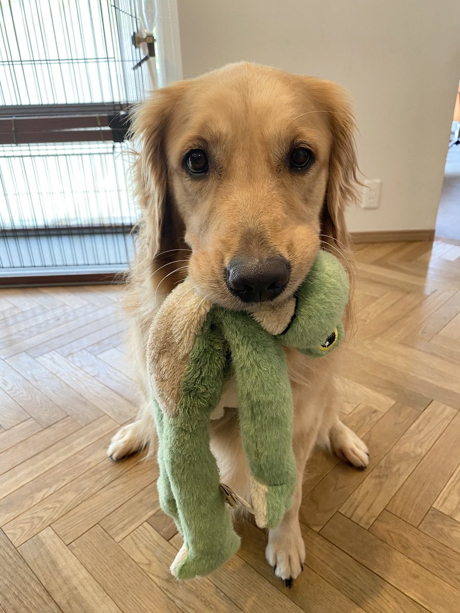こはる ゴールデンレトリバー S Tweet 牛蛙事件にドン引きしたみんなの心を可愛い方のカエルさんで取り戻そうとする犬 Trendsmap