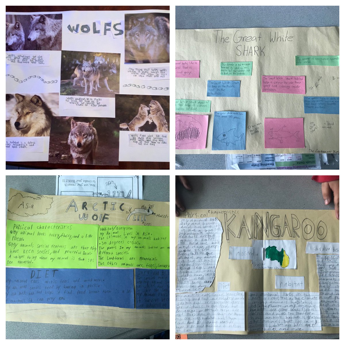 BTetreault6's tweet photo. Our end of year projects were mind blowing 🤯. So proud of my students hard work in researching all about their animal!👏🏻 Today we took a virtual field trip to the @HoustonZoo to see their animals in action! https://t.co/Q3V7k0yX5X