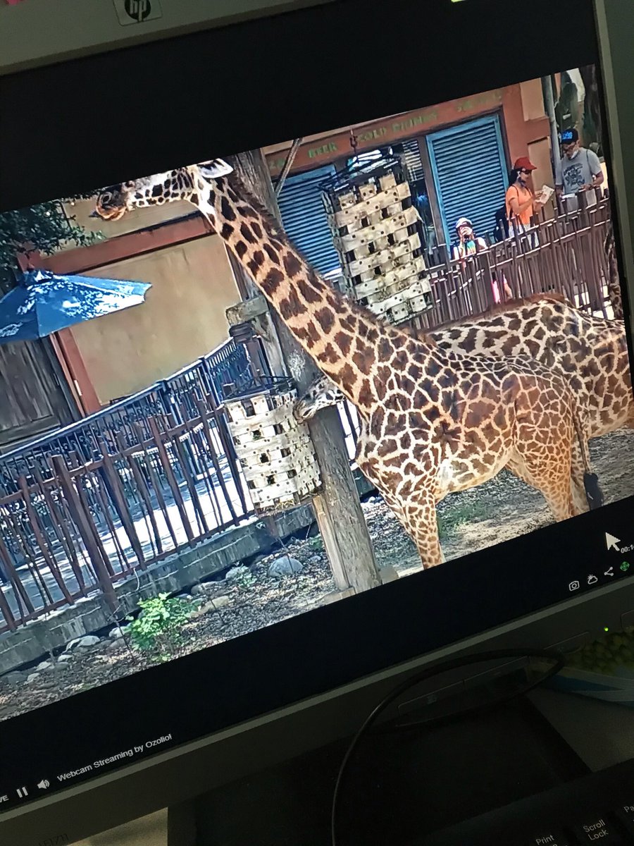 BTetreault6's tweet photo. Our end of year projects were mind blowing 🤯. So proud of my students hard work in researching all about their animal!👏🏻 Today we took a virtual field trip to the @HoustonZoo to see their animals in action! https://t.co/Q3V7k0yX5X