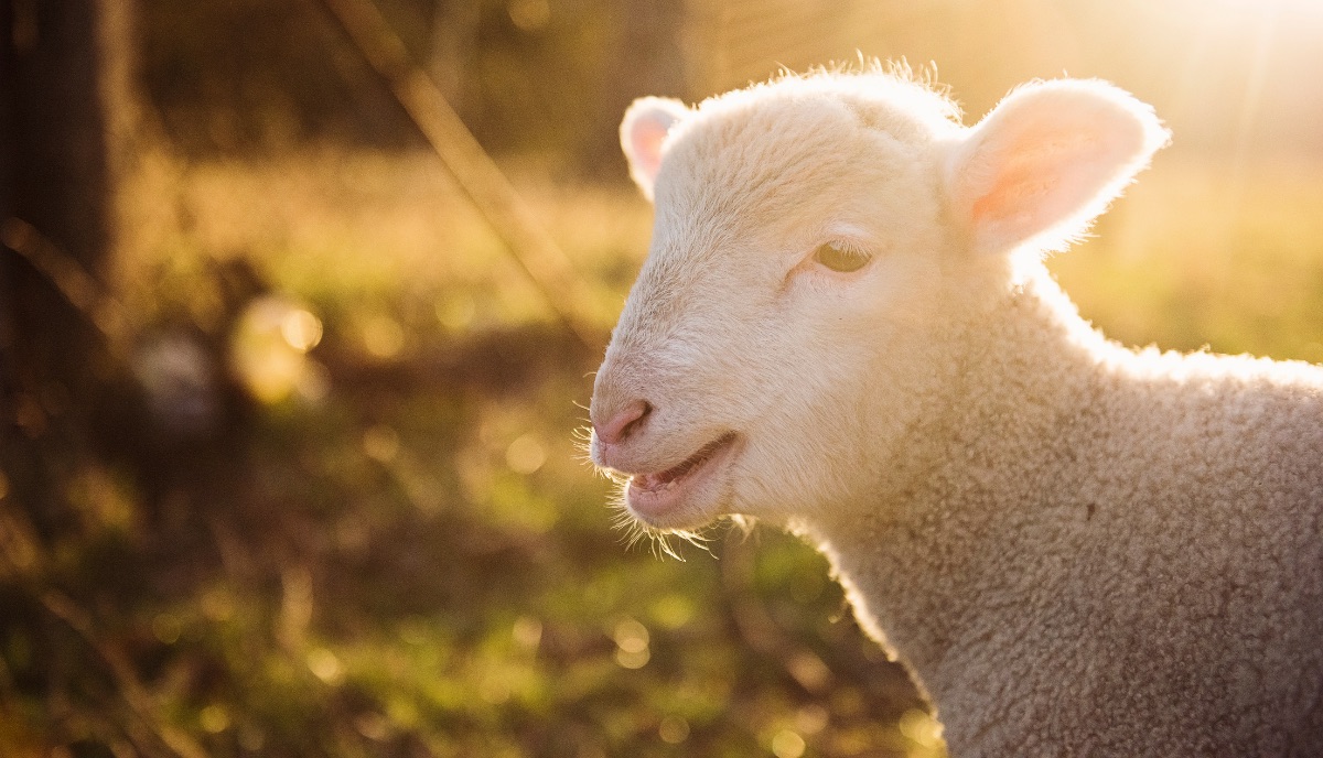 InsureAllsure's tweet photo. Good news for #sheep producers - the latest ABARES sheep meat forecast anticipates sheep flock will be the leading Australian #agriculture sector over the coming years. Call (03) 5278 6808 if you need to update your #insurance. https://t.co/5m4r4jUyE3 #Allsure #Hobart #Geelong https://t.co/KxDGcEJo8t
