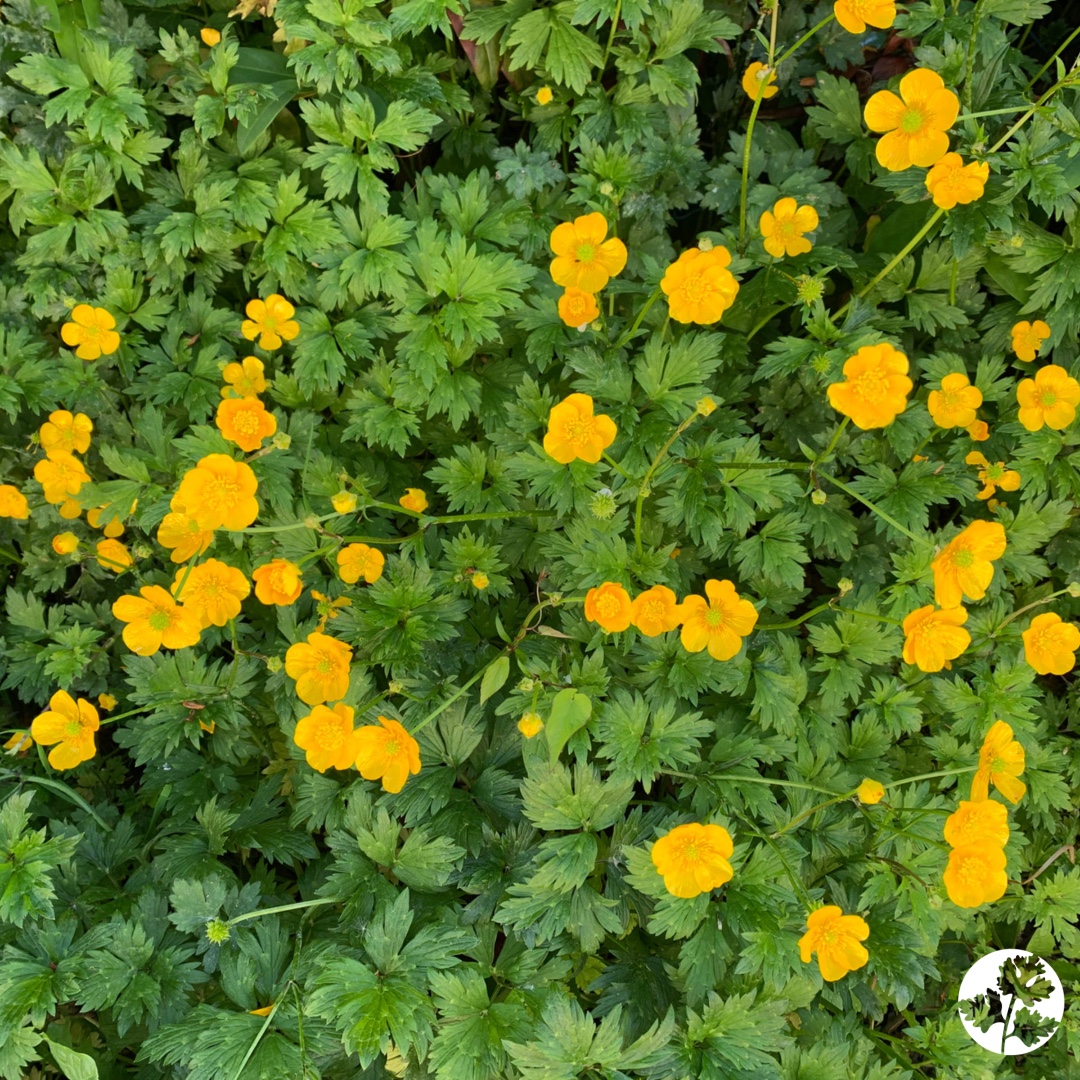 Mango Taffie is as delicious as it sounds, but first, do you like butter? #cannabis #ThePlantersGuide 
ow.ly/pQJB30rKlEH