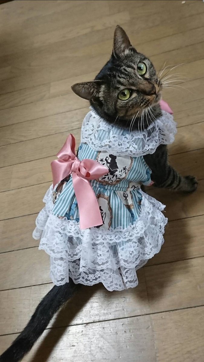 アリスワンピース Twitter Search