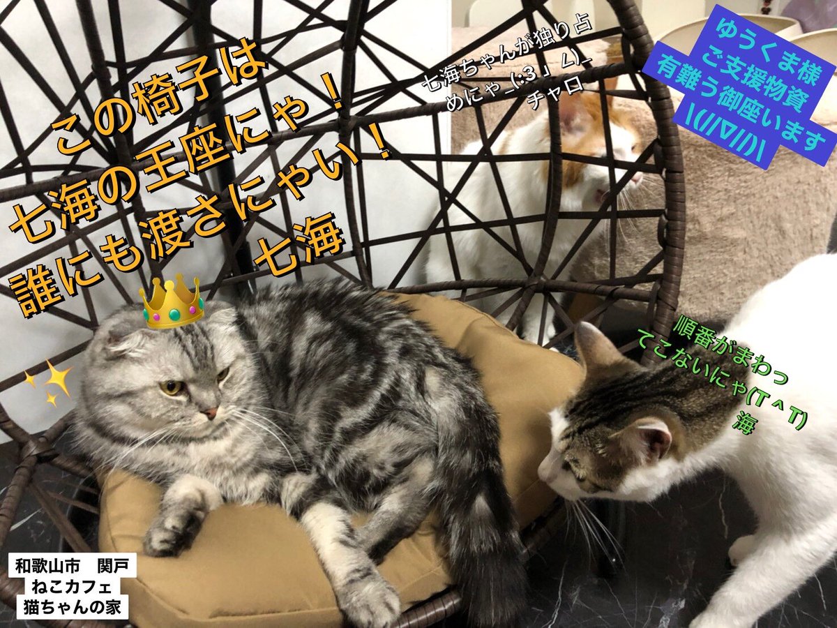 ねこカフェ 猫ちゃんの家 Neko No Uchi Twitter ねこカフェ 猫ちゃんの家 Neko No Uchi Twitter