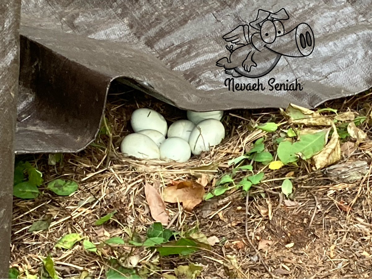 NevaehSeniah's tweet photo. My egg production #StormTroopers are still a manageable size. I know how many &amp; where to find them. For the past week I have had one less egg a day. Now I know why, Cream Legbar. 
#OrganicallyGrown #NaturallyGrown #WomanOwnedFarm #Georgia #PastureRaisedEggs #PastureRaisedChicken https://t.co/T1iHJHmUXm