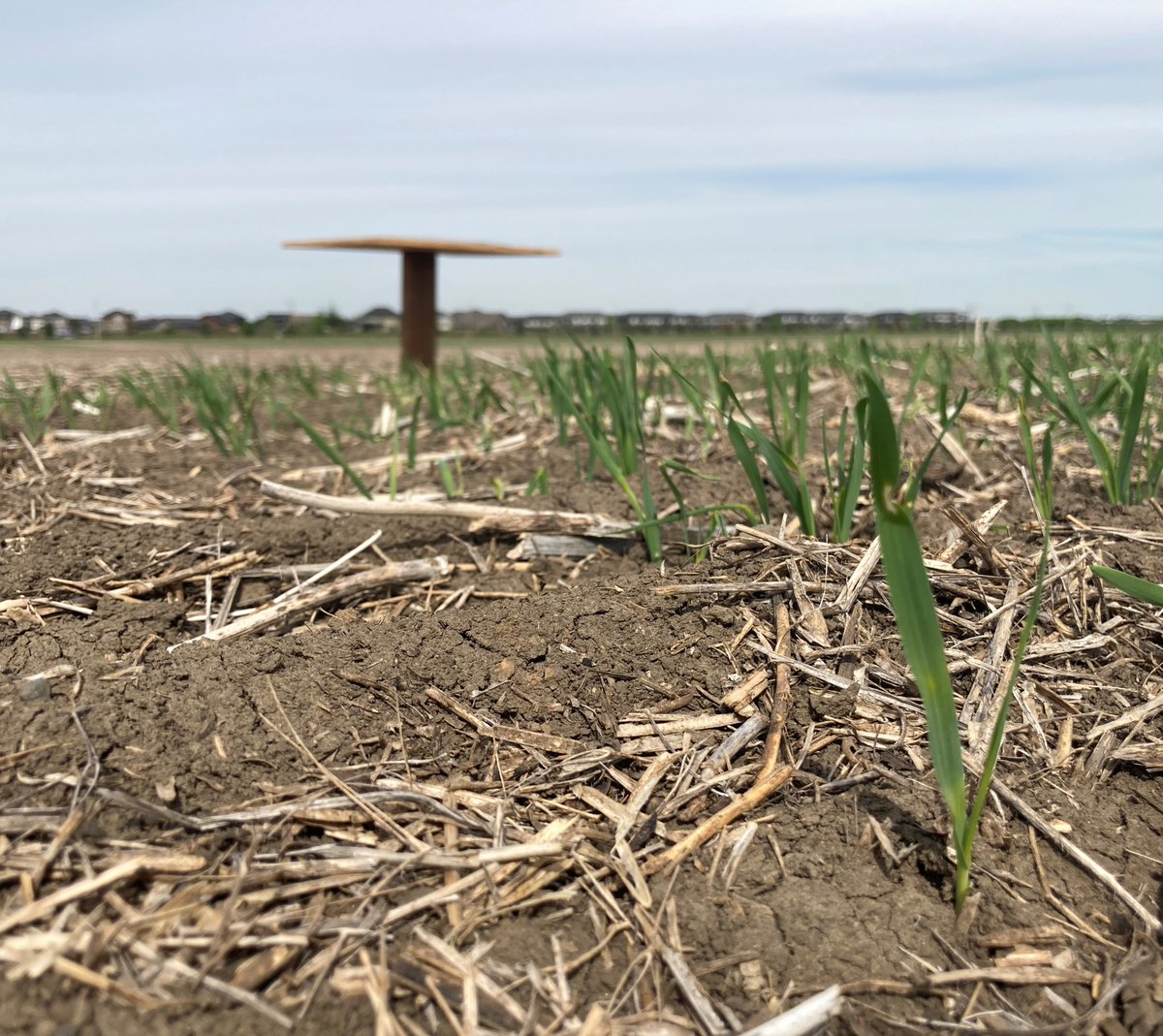 LFCE_usask's tweet photo. The oats are up &amp; so it's time to fly!
This study is led by Dr. Aaron Beattie to examine how drone imaging can track the forage yield and nutritional value of various oat varieties. Using this technology could help to reduce the time needed to gather data for future research. https://t.co/9a2djoIOmt