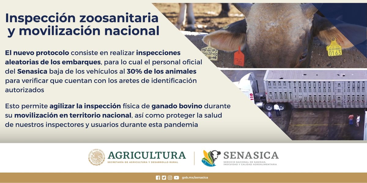¿Ya conoces el nuevo protocolo de inspección zoosanitaria para la movilización nacional? 🧐🐂 #30AñosDeInspección #México