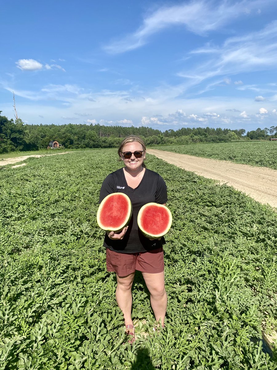 mcoeboyles's tweet photo. With the help of a handful of fungicides including #Cevya these @GeorgiaGrown melons are ripe and ready for the grocery store! @BASFAgProducts https://t.co/gR6hVL9BaO