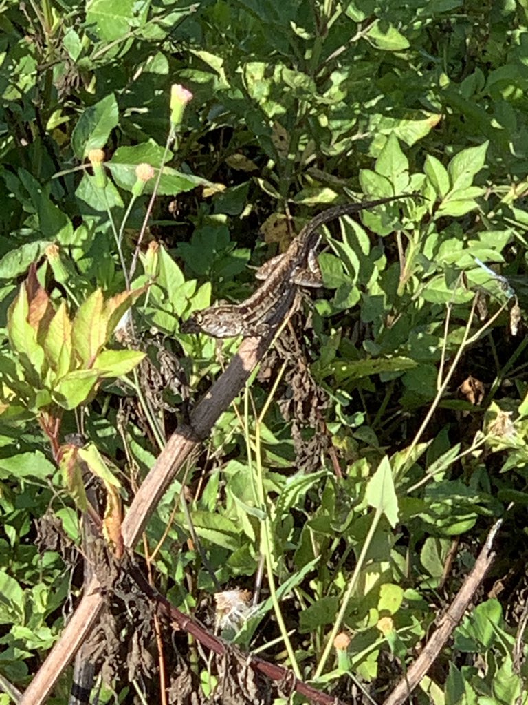 Do you ever wish you could hide in plain sight? #camouflage #reptile #anole #nature #NaturePhotography