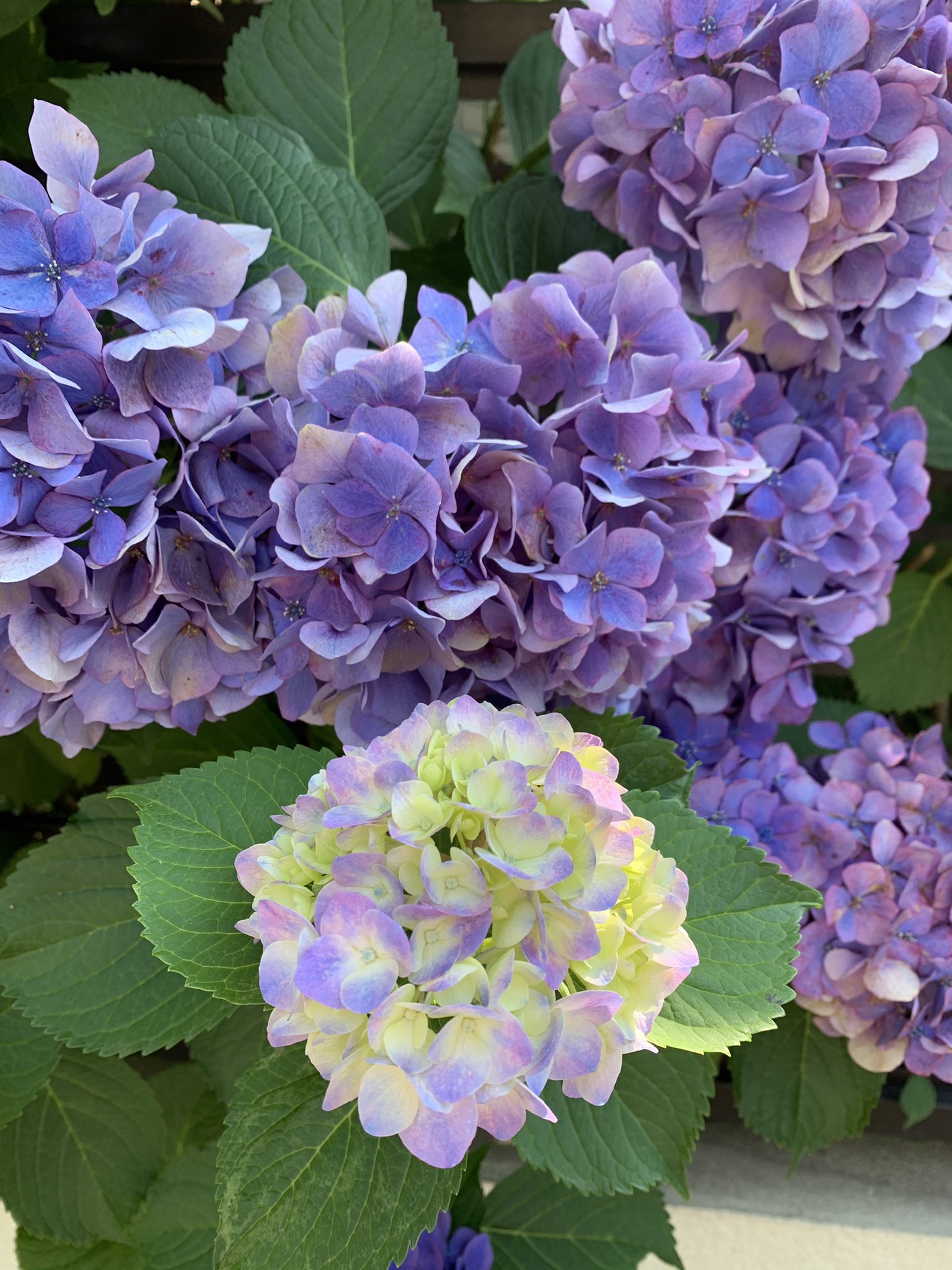 紫色の紫陽花 Twitter Search Twitter