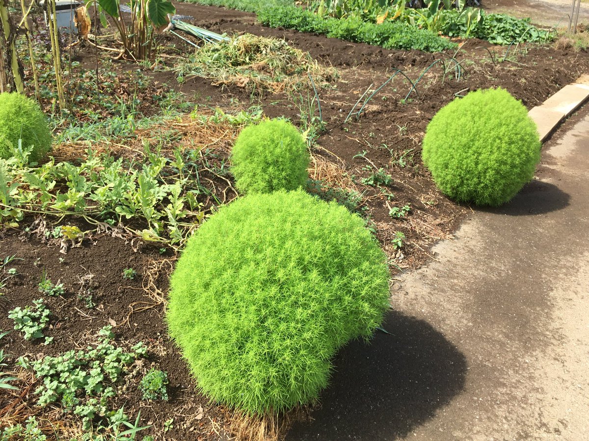 手作りのほうき ただいま修行中 草 Grass Weeds Lawn モサモサしたところがかわいい 夏は青々として秋には真っ赤に紅葉します 一般的にはこちらがほうき草と呼ばれる事が多いようです コキア ほうき草 写真好きな人と繋がりたい Rt