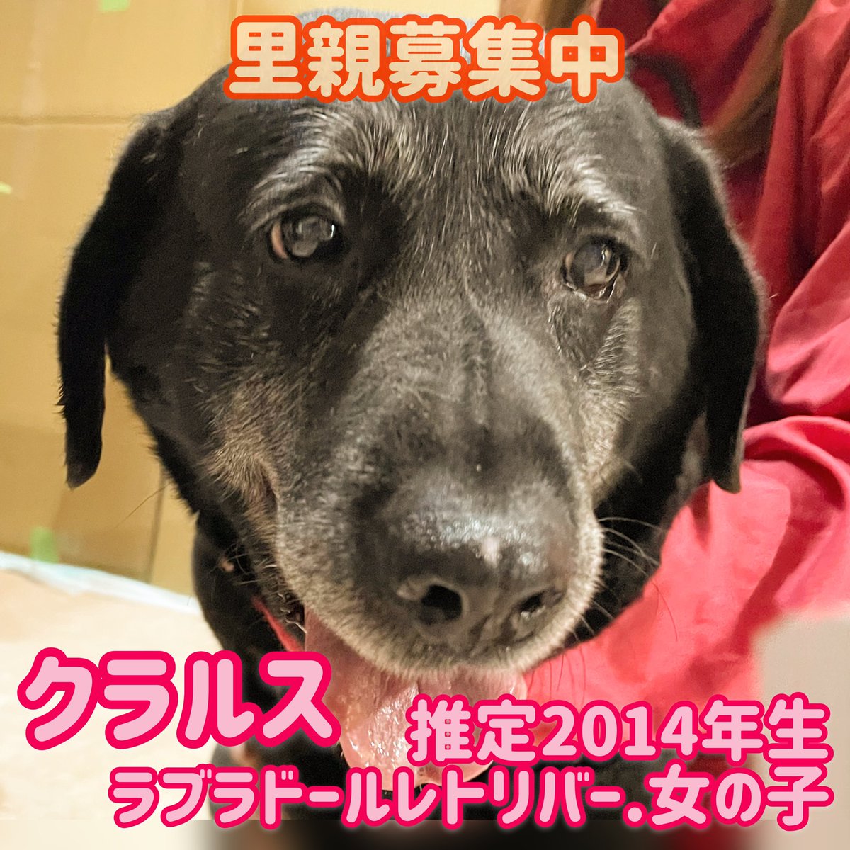 保護犬カフェ 鶴橋店 S Tweet 里親募集中 の子達です 家族に出会えますように 譲渡には審査があります 他の店舗へ移動している可能性があります 問い合わせはお電話で 保護犬カフェ鶴橋店 06 4309 8715 譲渡会 里親募集型カフェ ラブファイブ ラブラドール 保護犬カフェ 鶴橋店 S Tweet 里親募集中 の子達です 家族に出会えますように 譲渡には審査があります 他の店舗へ移動している可能性があります 問い合わせはお電話で 保護犬カフェ鶴橋店 06 4309 8715 譲渡会 里親募集型カフェ ラブファイブ ラブラドール