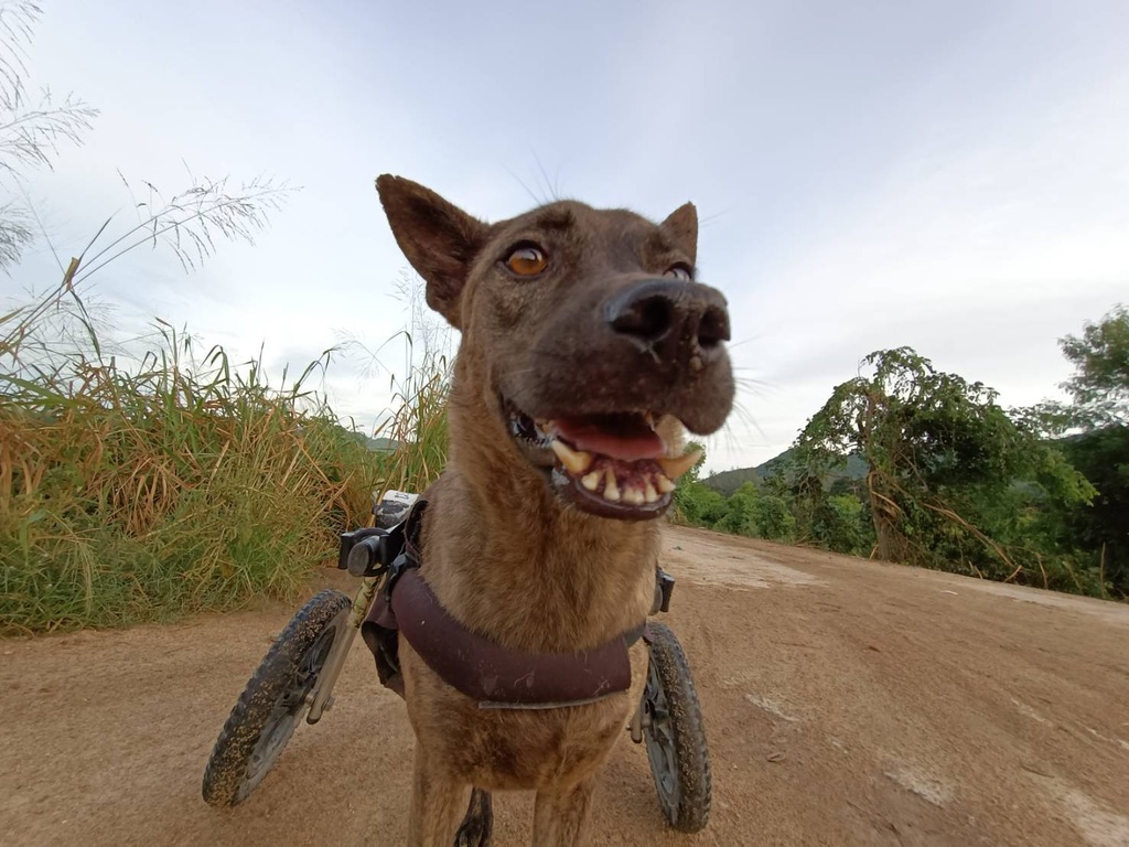 tmtrdorg's tweet image. TMTRD would like to thank @KabosuOfficial , a new cryptocurrency token that has started supporting TMTRD
The goal of KABOSU is to prevent all dog breeds from being abandoned.
KABOSU is the worlds first dog themed token that rewards you while giving dogs a home.