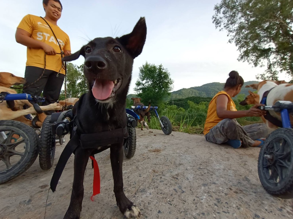 tmtrdorg's tweet image. TMTRD would like to thank @KabosuOfficial , a new cryptocurrency token that has started supporting TMTRD
The goal of KABOSU is to prevent all dog breeds from being abandoned.
KABOSU is the worlds first dog themed token that rewards you while giving dogs a home.
