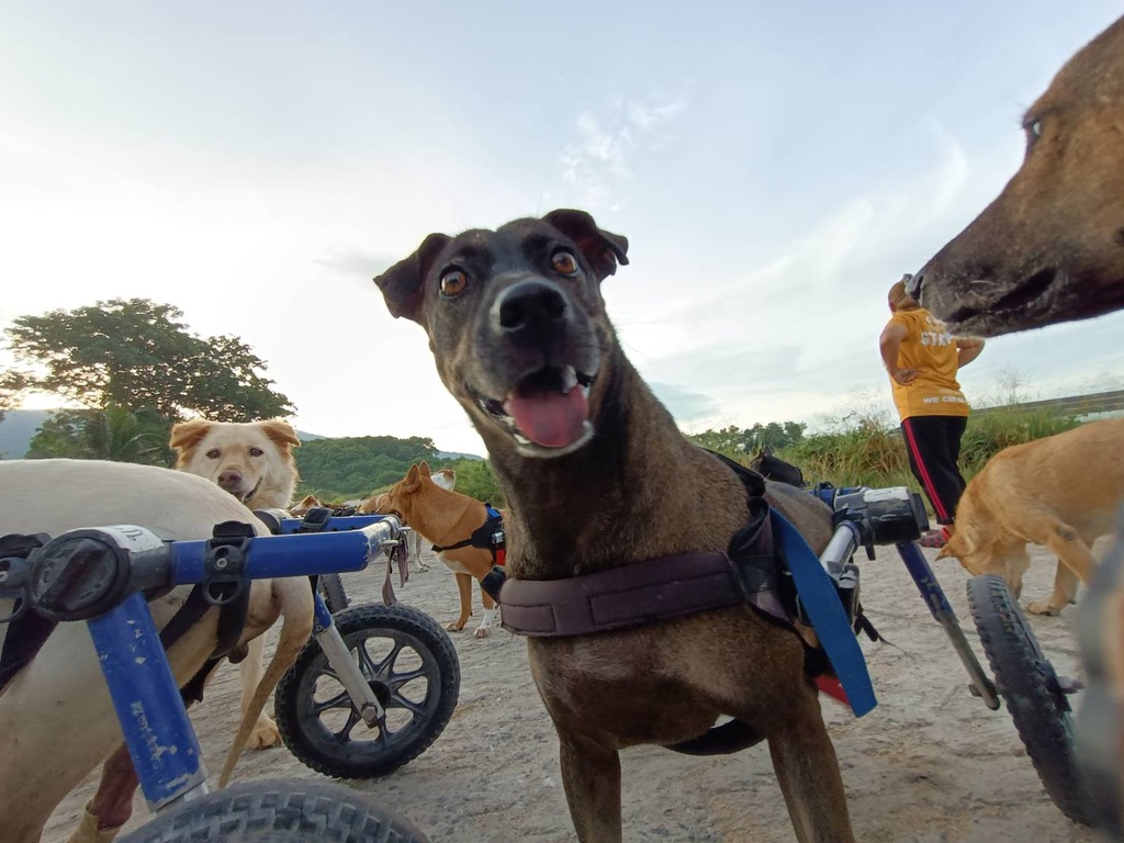 tmtrdorg's tweet image. TMTRD would like to thank @KabosuOfficial , a new cryptocurrency token that has started supporting TMTRD
The goal of KABOSU is to prevent all dog breeds from being abandoned.
KABOSU is the worlds first dog themed token that rewards you while giving dogs a home.