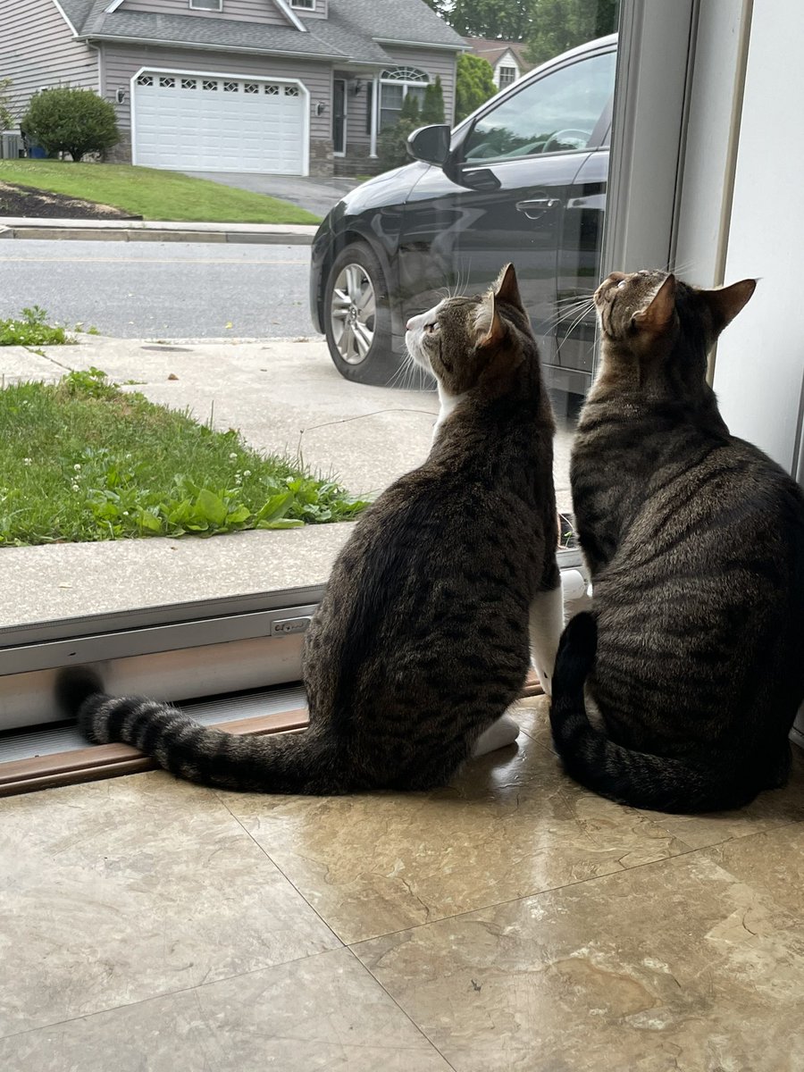 Mommie said we were both good so we can get some screen time after dinner #CatsOfTwitter #HumpDayVibes #cats #kittensoftwitter #KittenContent
